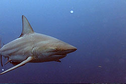 reef shark
